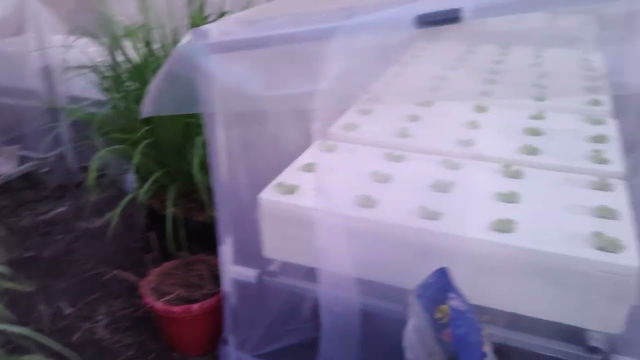 01-31-2026 with minor thrips issues and updates
