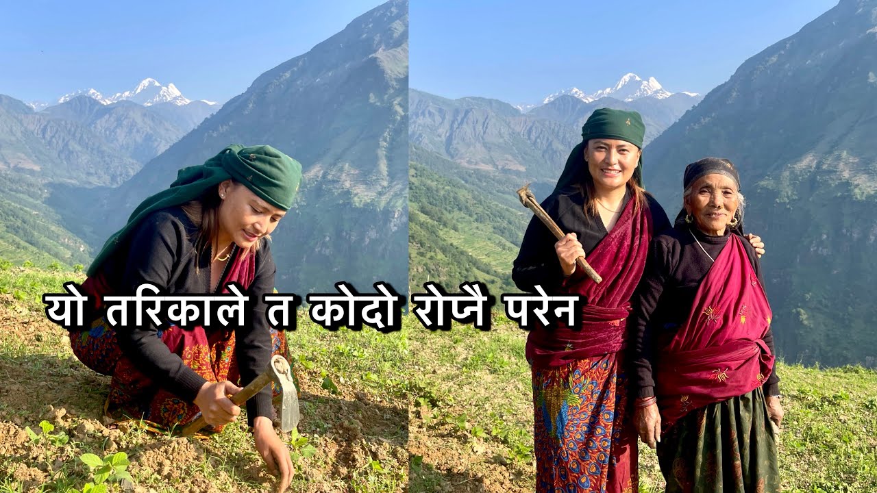 फरक ठाउ फरक तरिकाको कोदो खेति /असारमा कोदो रोप्न नपर्ने Gumda gau villagelife in nepal