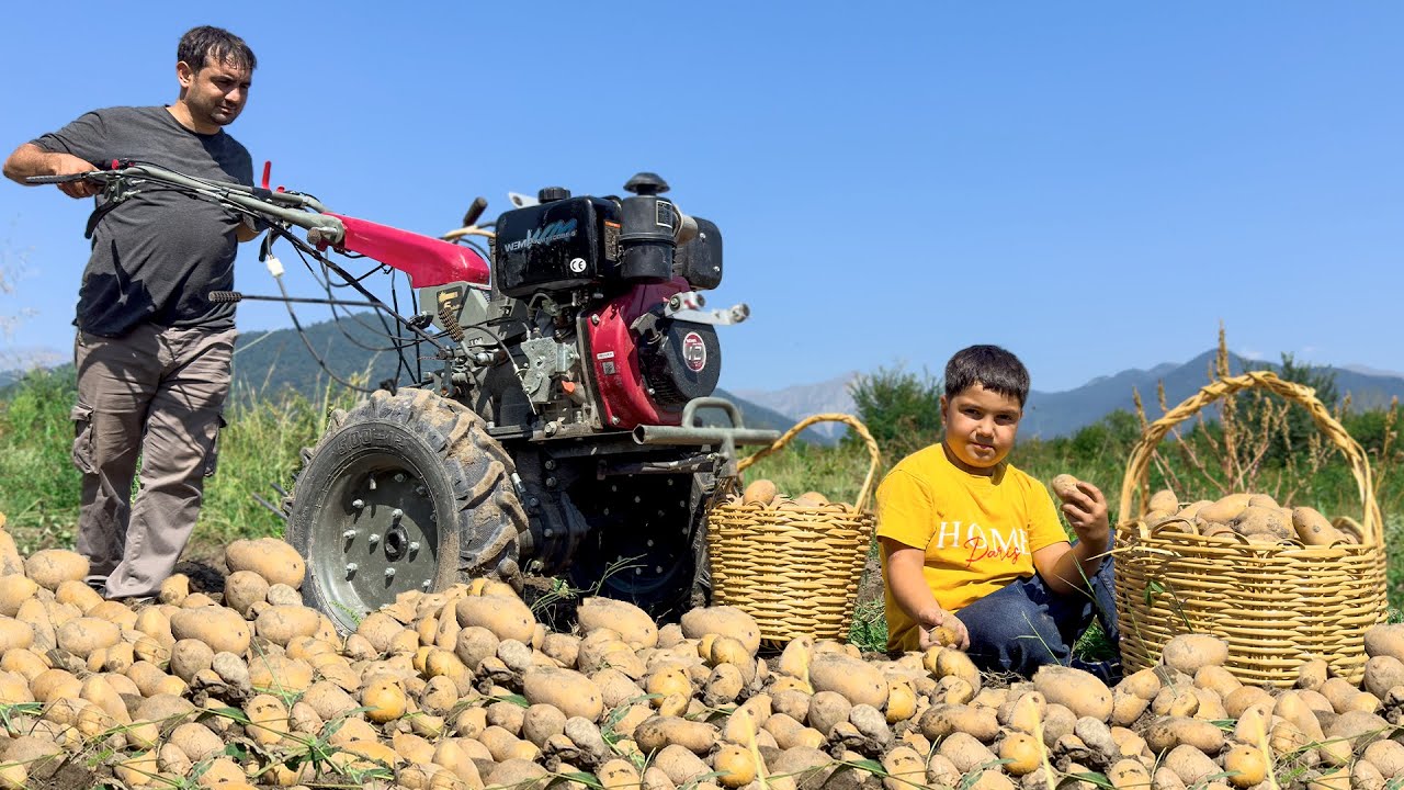 Уборка картофеля в деревне! Десятки рецептов с картошкой! Готовим лучшие веганские блюда