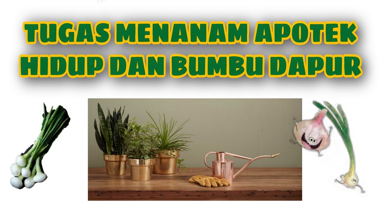 Tugas Menanam Apotek Hidup dan Bumbu Dapur_Elyssa Kelas 3 SD #apotekhidup #bumbudapur #sbdp