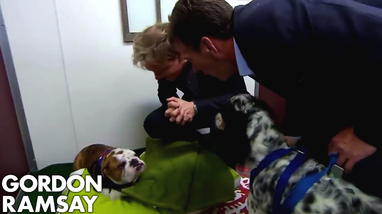 Gordon Brings His Own Dog to Stay at the Hotel! | Hotel Hell