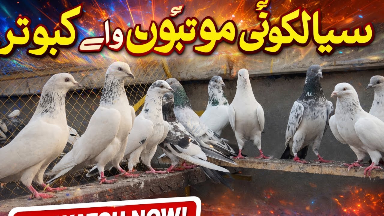 Sialkoti Original Wehshi Motiyon Wale Kabootar | سیالکوٹی وحشی موتیوں والے کبوتر