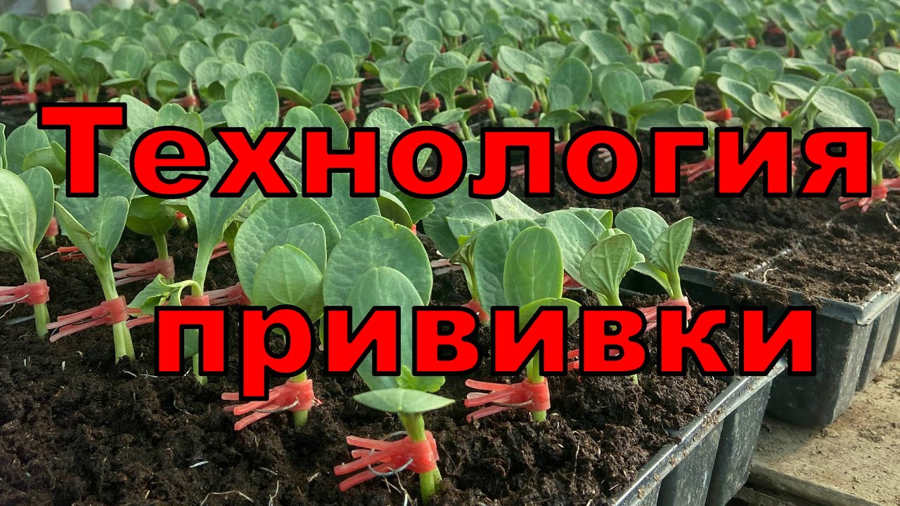 Технология прививки арбуза, дыни, огурца. Аллея Вкуса