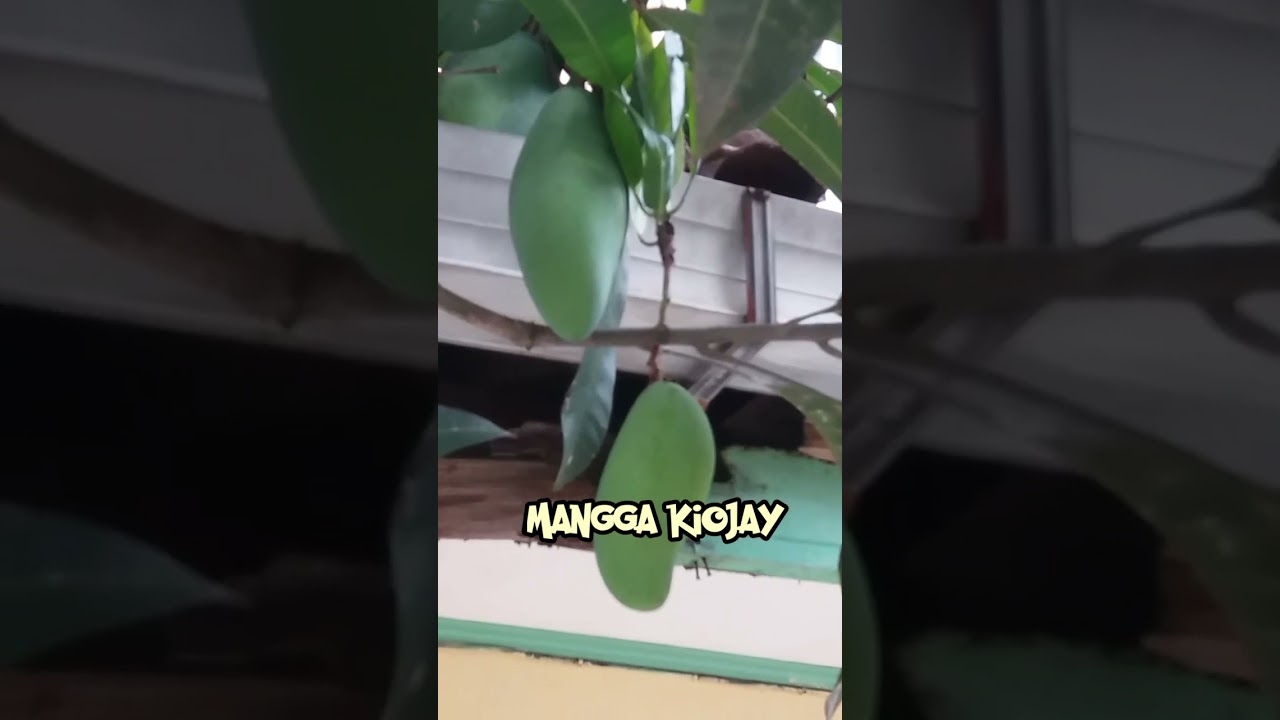 Intip buah mangga Kiojay