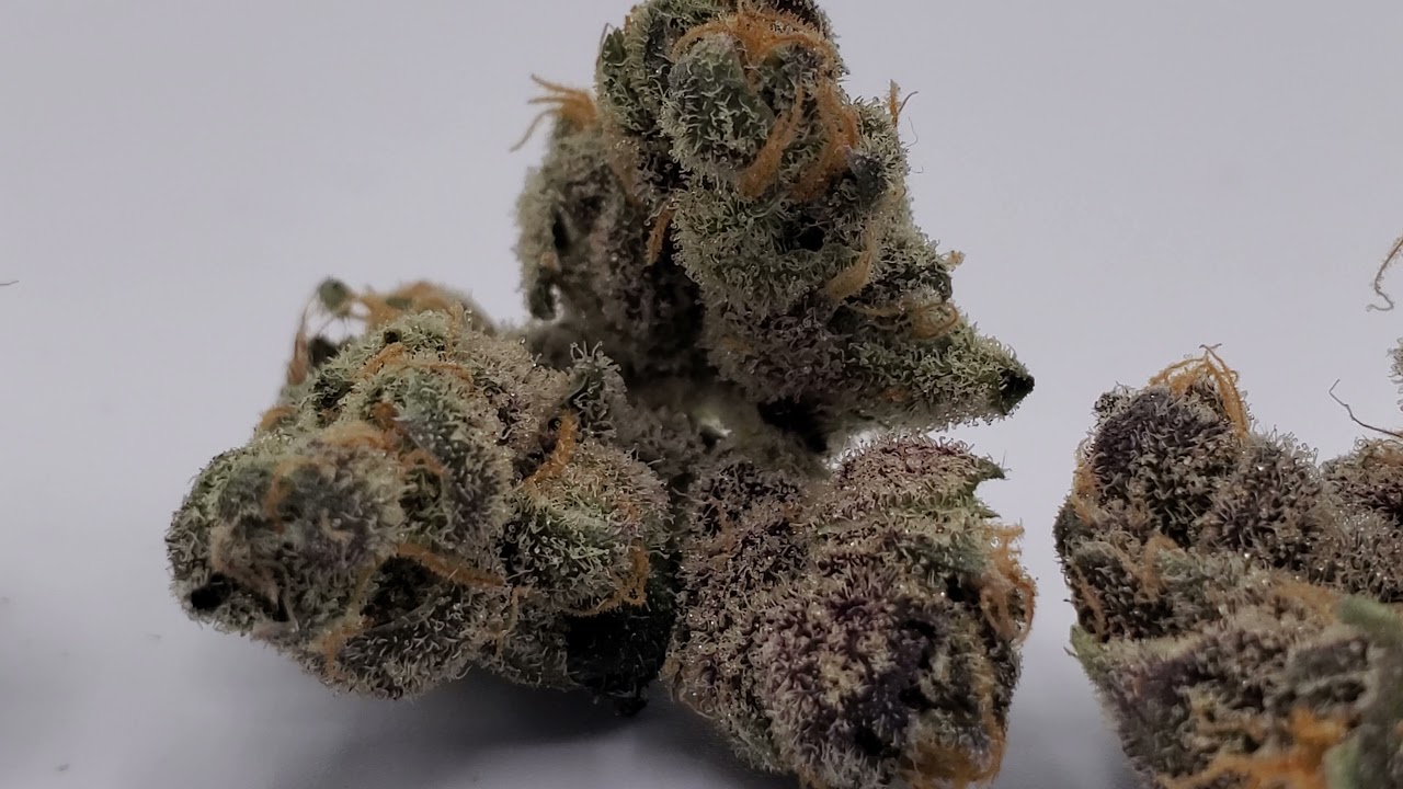 Slurricane IX Pheno #9- Inhouse Genetics-Rootbase