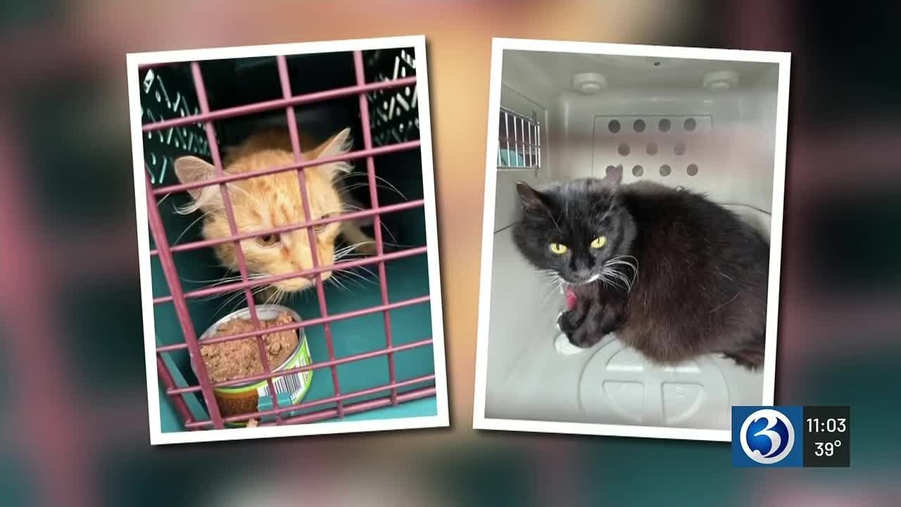 Volunteers rescue cats from condemned Windsor Locks motel; more animals remain inside