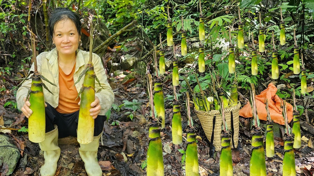 Harvesting wild bamboo shoots - how to prepare dishes from bamboo shoots