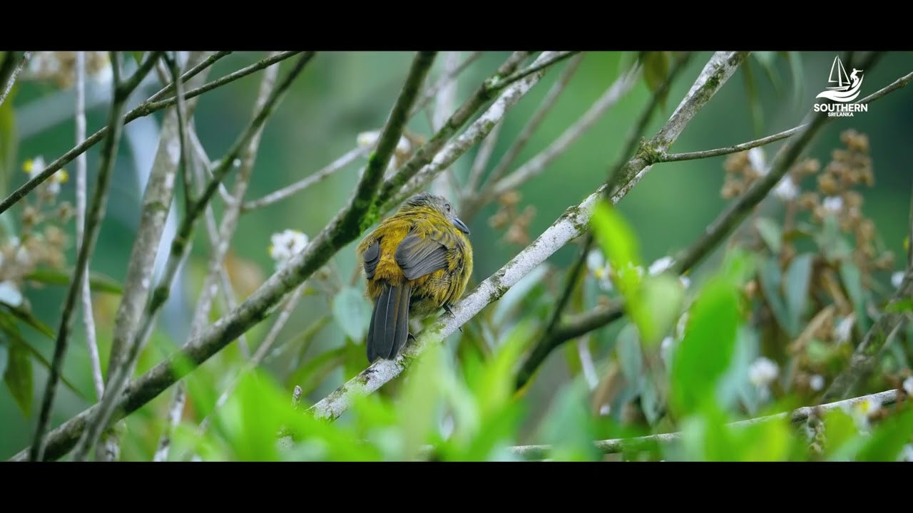 🌿 Sinharaja Forest Reserve &ndash; Sri Lanka&rsquo;s Crown Jewel of Biodiversity 🌍