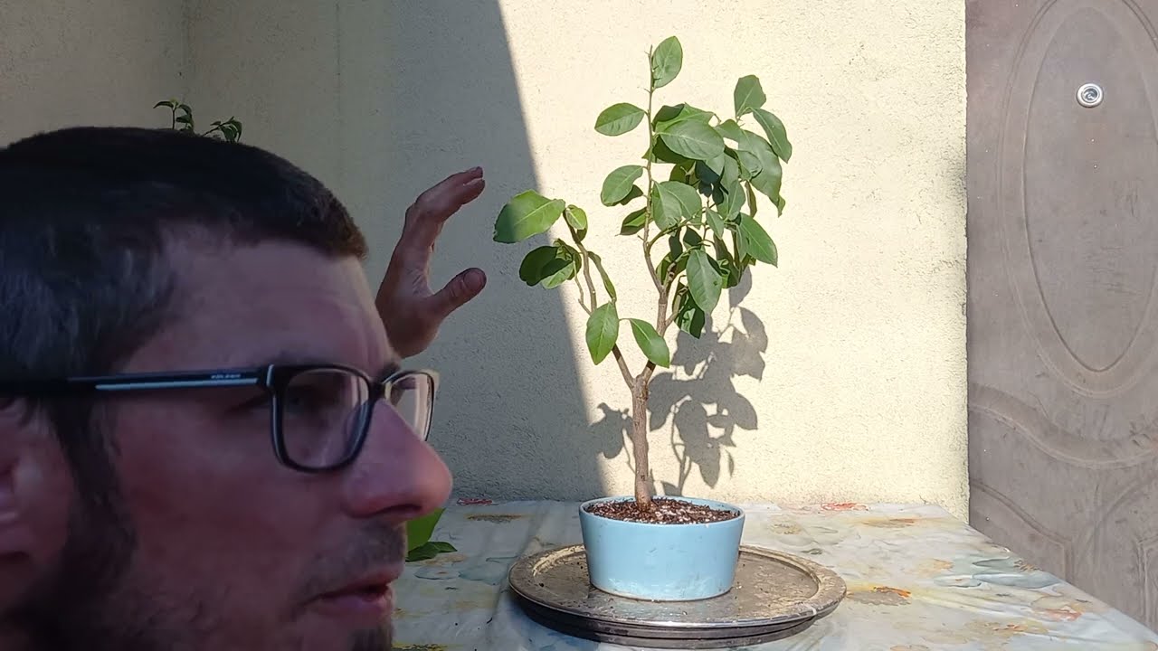 Drzewka cytrynowe z nasion na bonsai-przesadzanie