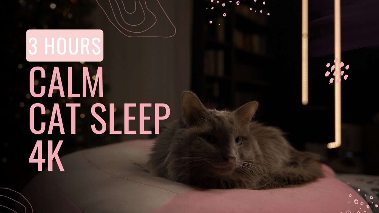 Deep Sleep With Diva 🐾 | 3 HOURS | No Music