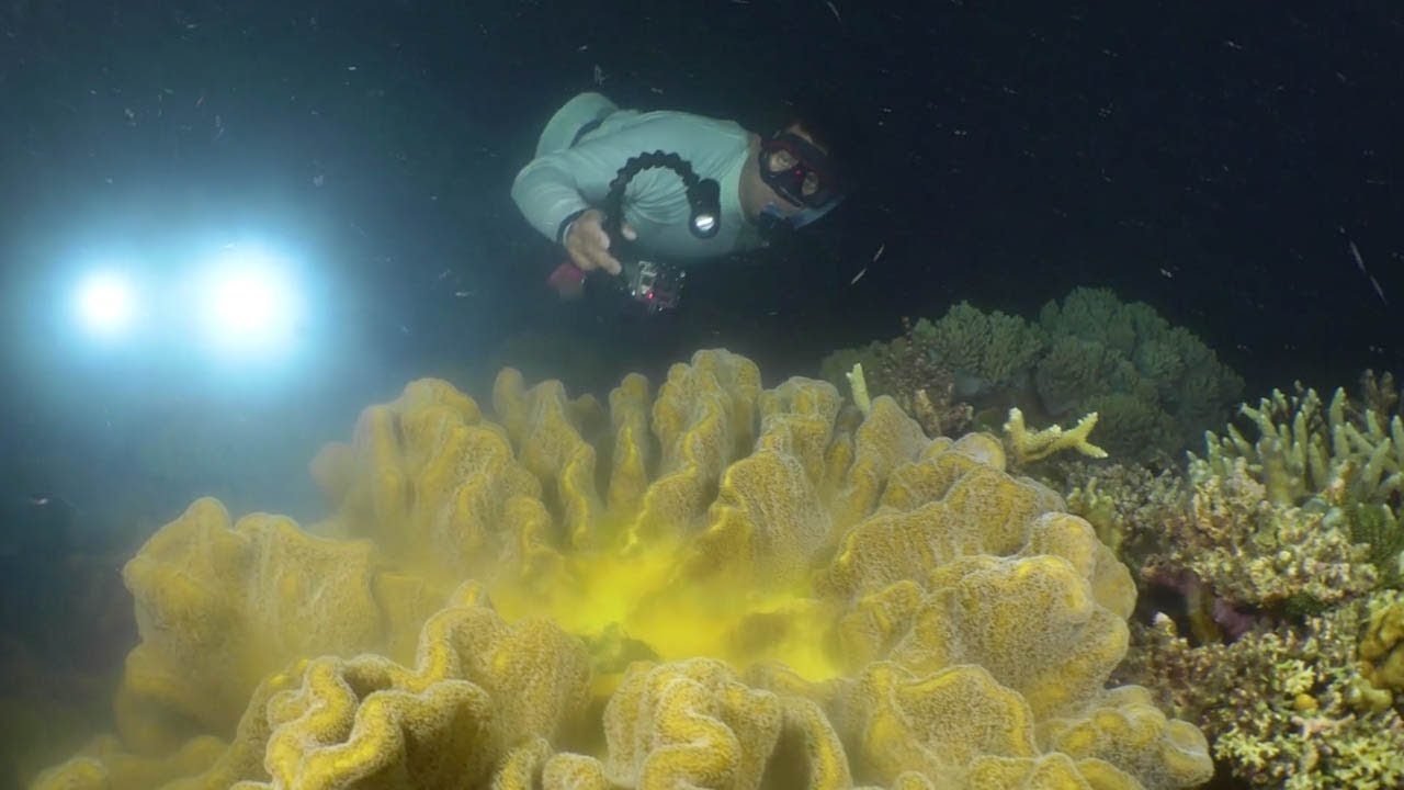 Stunning footage captures Australia&rsquo;s coral spawning