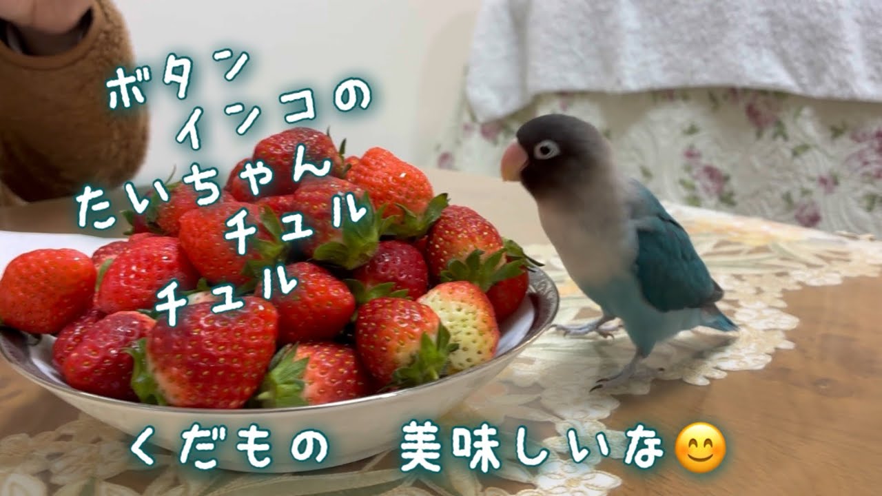 ボタンインコのたいちゃん！くだもの美味しいな😊
