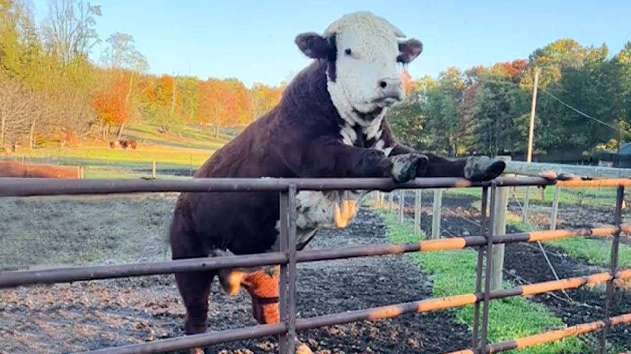 The Funniest ANIMALS of 2026 So Far 😂 NEW Funny Animal Videos!