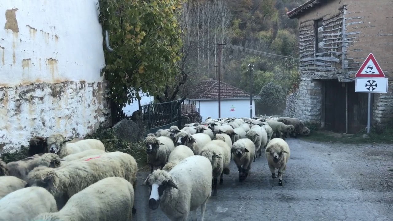 Poslednje veliko stado ovaca na Staroj planini