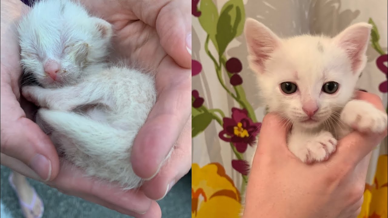 Miracle Kitten’s Dramatic Recovery & Reunion With Family