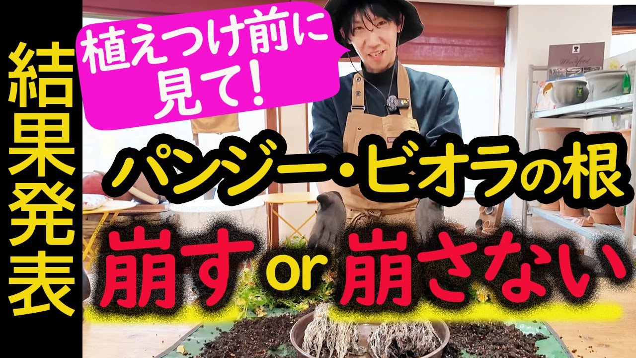 【結果発表】植え付け前に見て！パンジービオラの根鉢、崩すor崩さない？