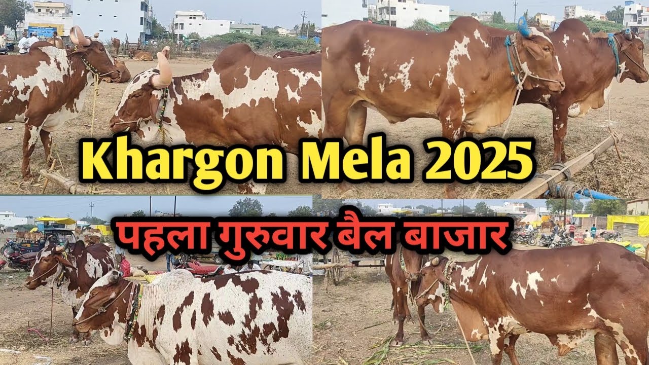 👌 #खरगौन_मेला चालू || पहले गुरुवार बैल बाजार का वीडियो || #Khargon_Mela 2025 First Video 👍