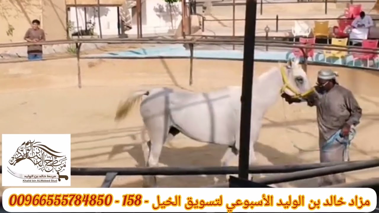 ‏‏اكبر حراج، مزاد اسبوعي لتسويق الـ خيول (158) The largest and oldest weekly horse marketing auction