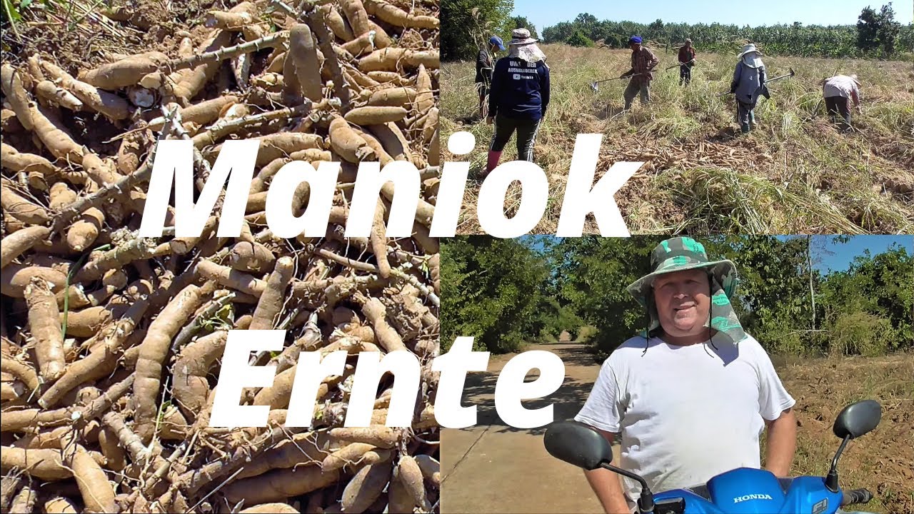 มัน Thailand Ausgewandert. Maniok Ernte im Isaan.