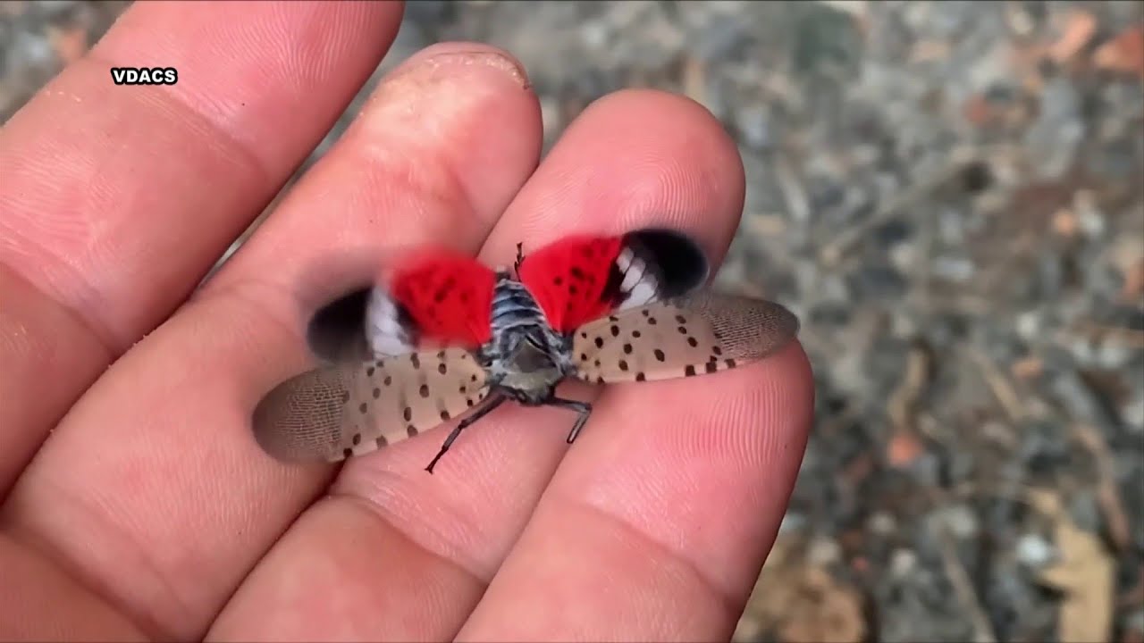 Lynchburg&rsquo;s insect invasion could damage your property