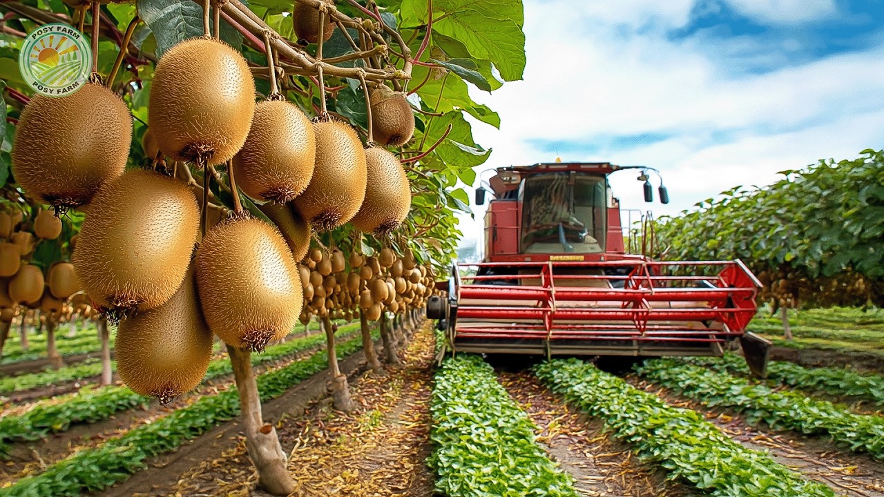 Как фермеры собирают и перерабатывают миллионы киви | Изнутри киви-фермерства