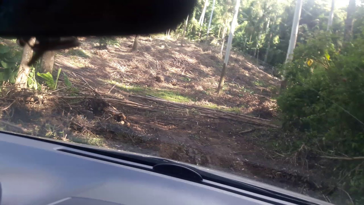 Trabalhos pantera
