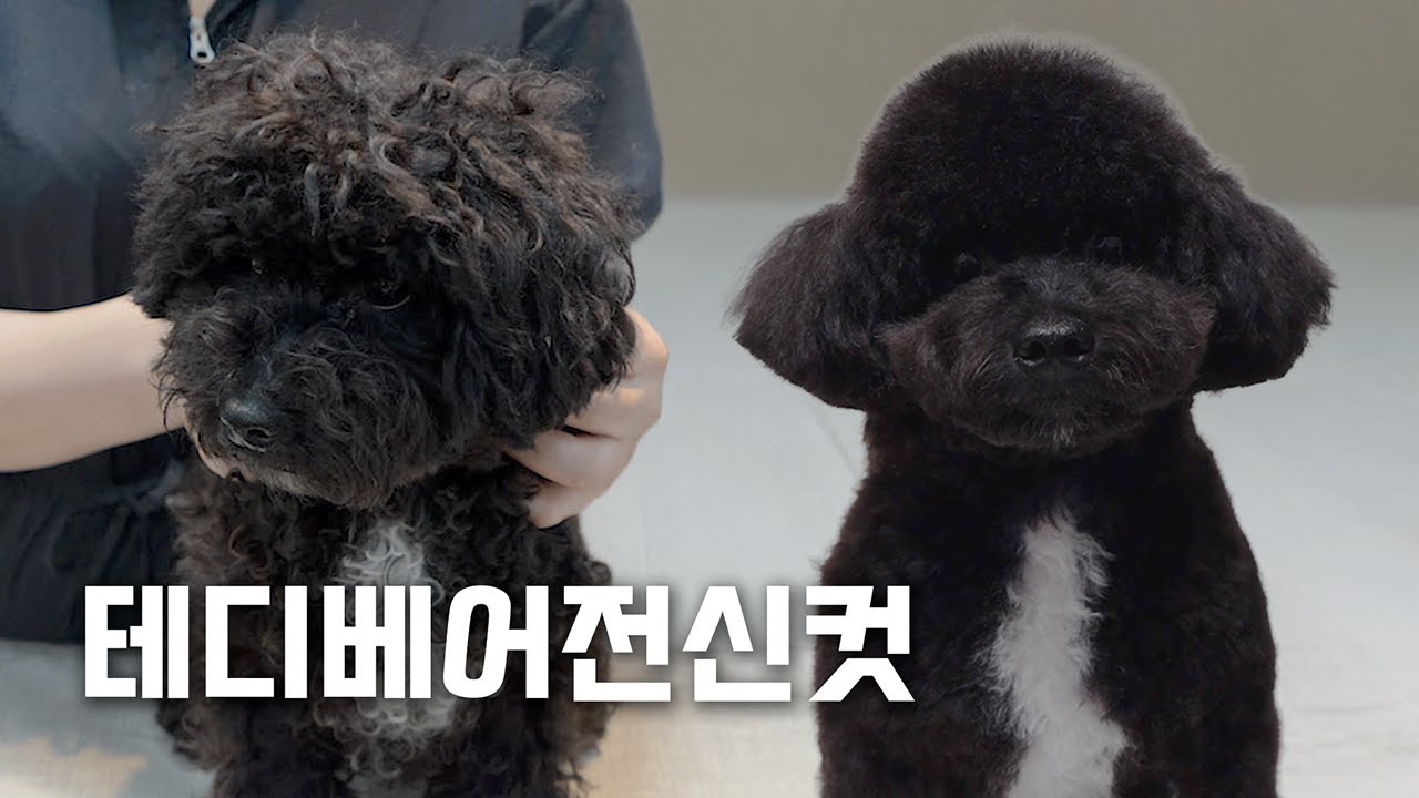 🐻 까만콩이 곰돌이로 변신! 블랙 토이푸들 전신 가위컷 | 테디베어컷 Dog Grooming