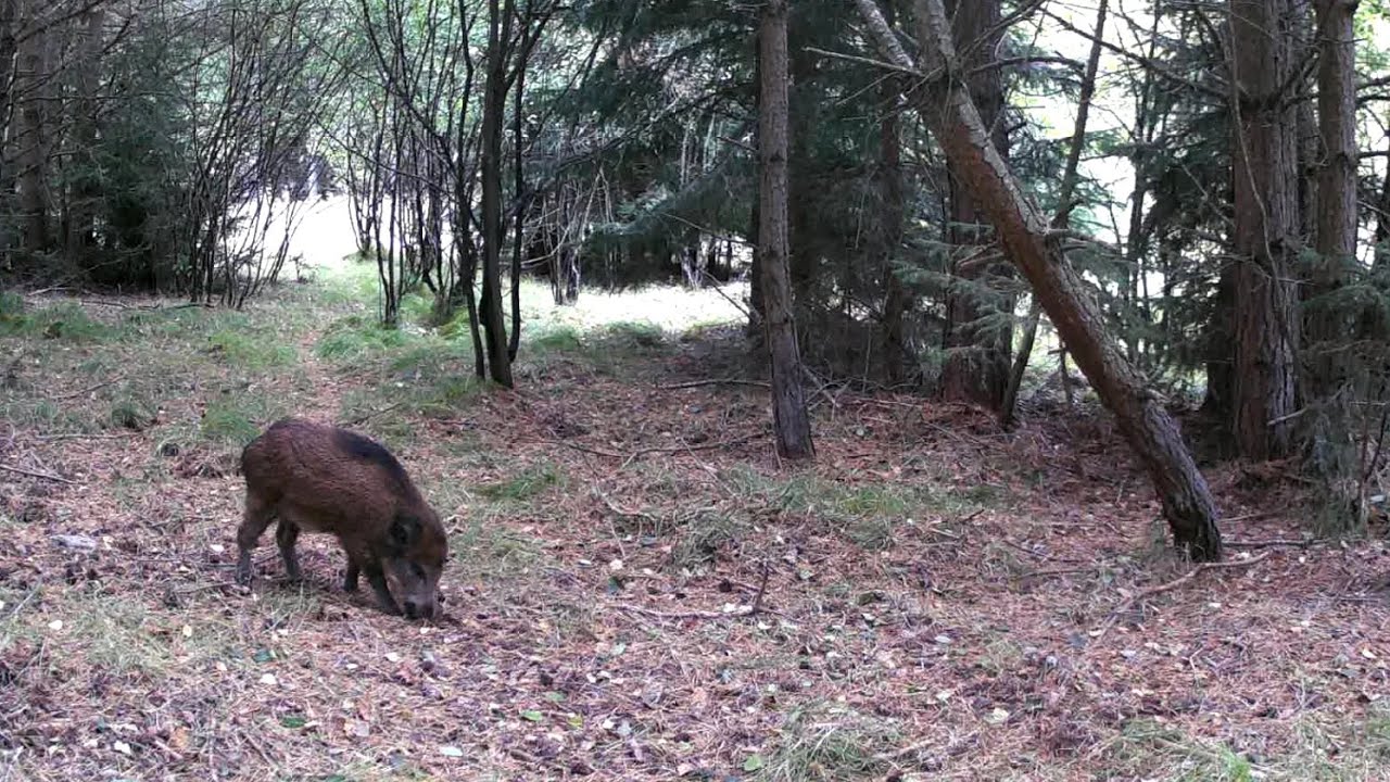 Spot #125: Divočáci - normální i kuriózní chování / Wild boars – normal and unusual behavior
