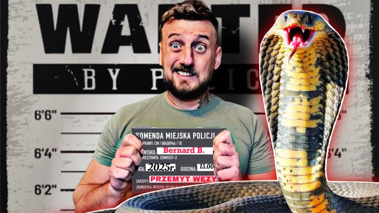 PRZEMYCIŁEM DO POLSKI JADOWITEGO WĘŻA‼️ prawie✅