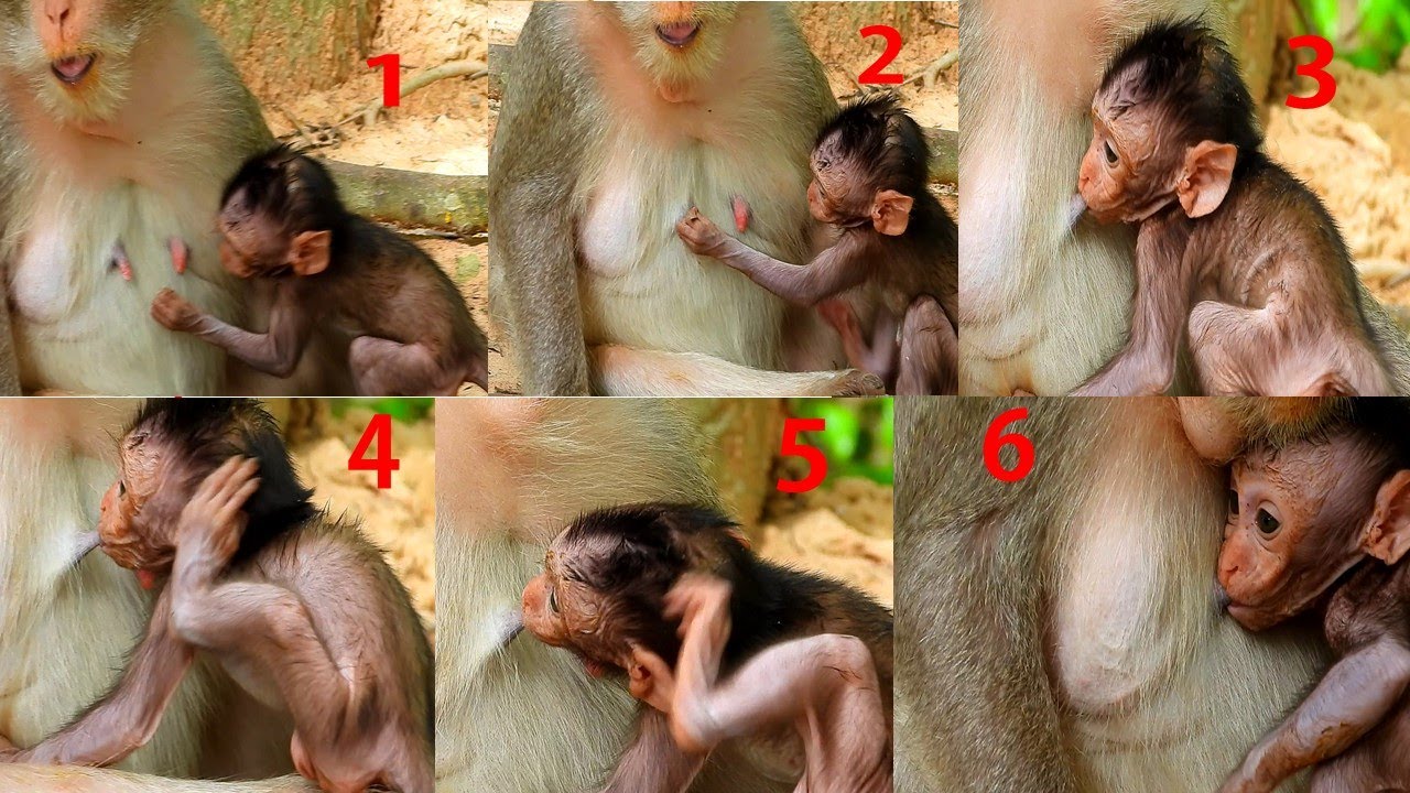 [ many style to get milk ] Cuties baby monkey Cinn very hungry he try pull hard & drink
