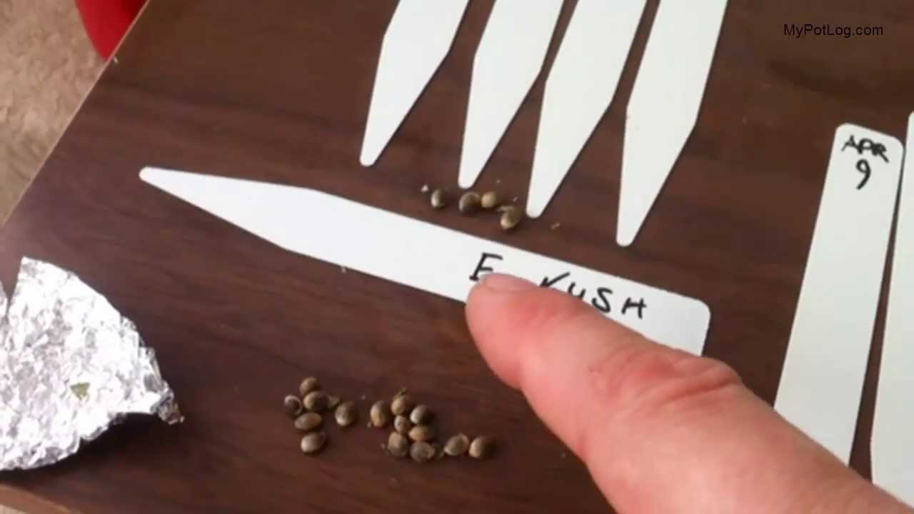 Cannabis Seed Selection, Germination and Seedling Care