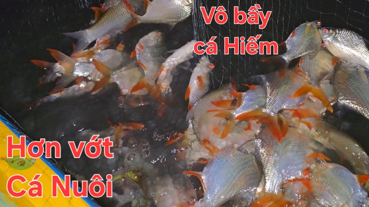 Một vợt đầy cá He, đỏ vợt tỉnh ngủ hết lạnh trong đêm | Săn bắt SÓC TRĂNG |