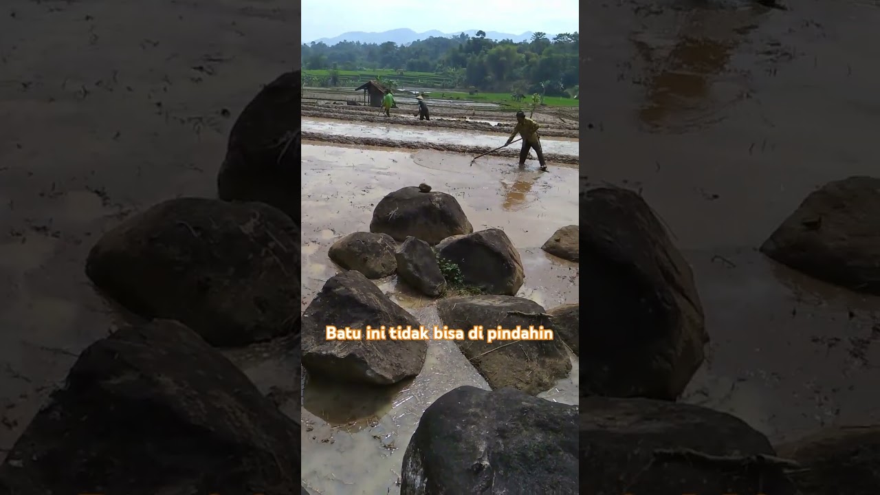 sawah yang unik sekali #pertania padi #wisataalamjawabarat