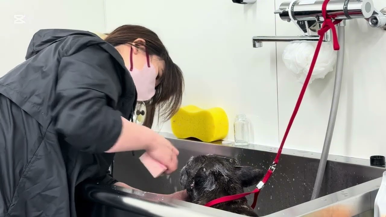 オープン初日の老犬さん、2回目のご来店