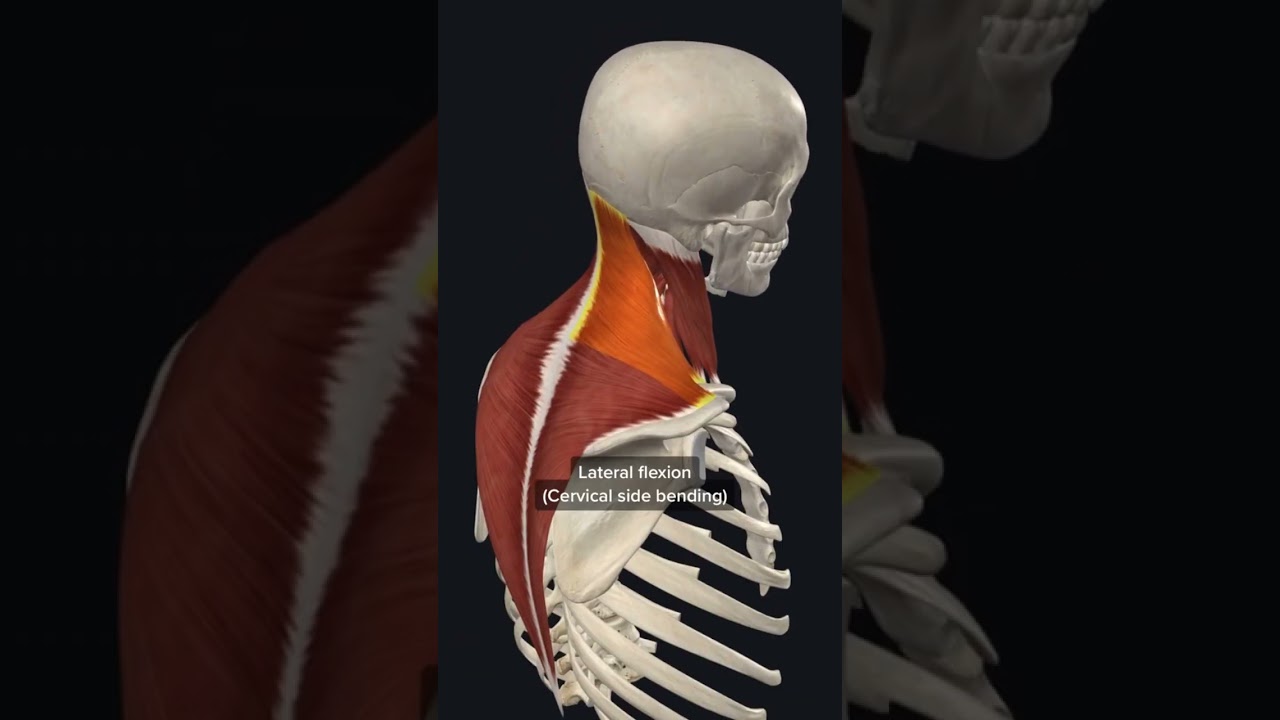 4 movements of the upper Trapezius