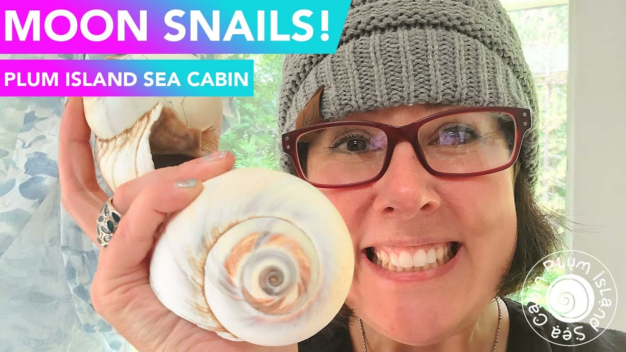 Facts About The Moon Snail | Virtual Shelling | Shelling New England | Plum Island Massachusetts