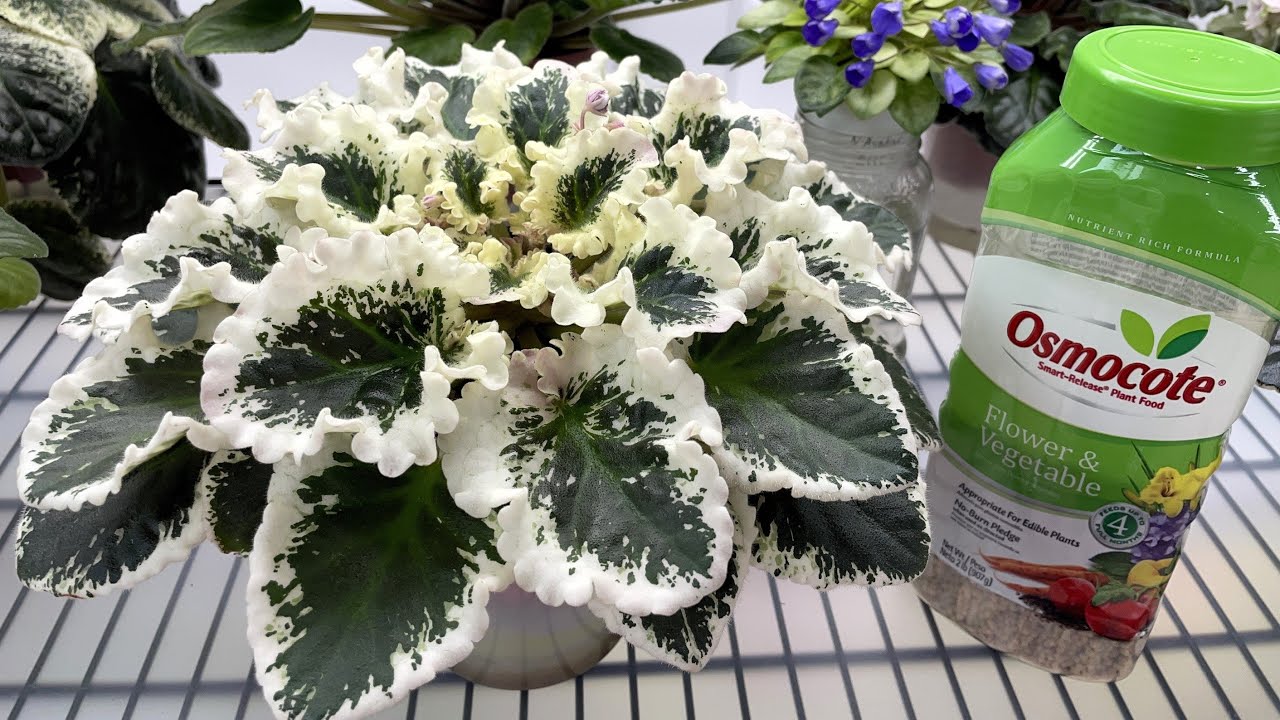 African Violet Potting Mix &ndash; 2025 Recipe &ndash; 6-month Trial Results