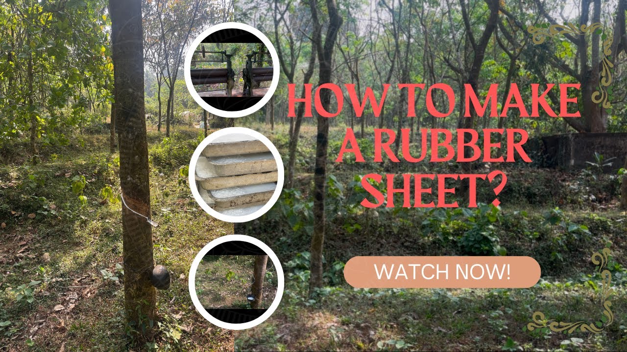 How to make a rubber sheet?|| Process of Rubber Sheet Making || #ashwinigowda #rubbersheet #nature 