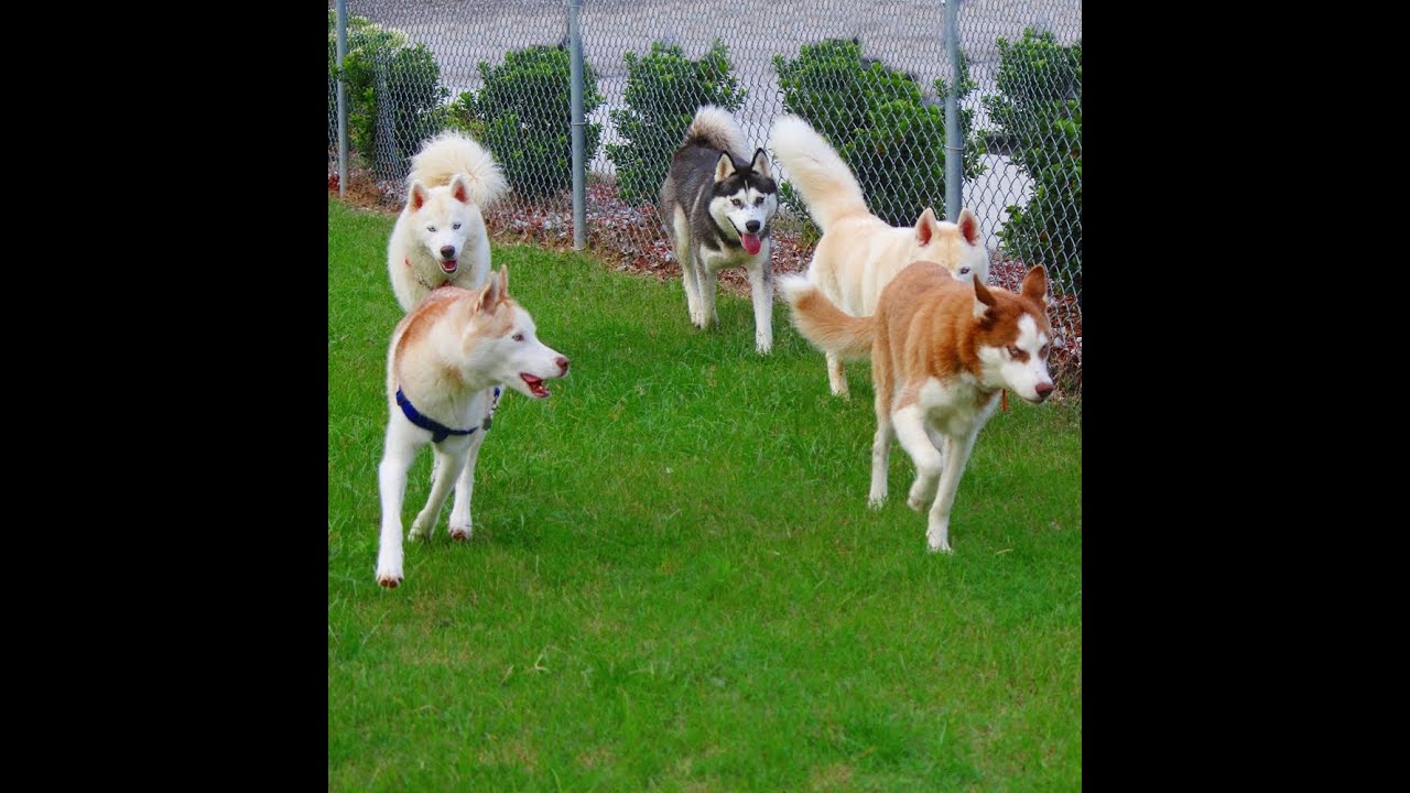 Husky Huddle & Malamute Mingle ~ Mississippi