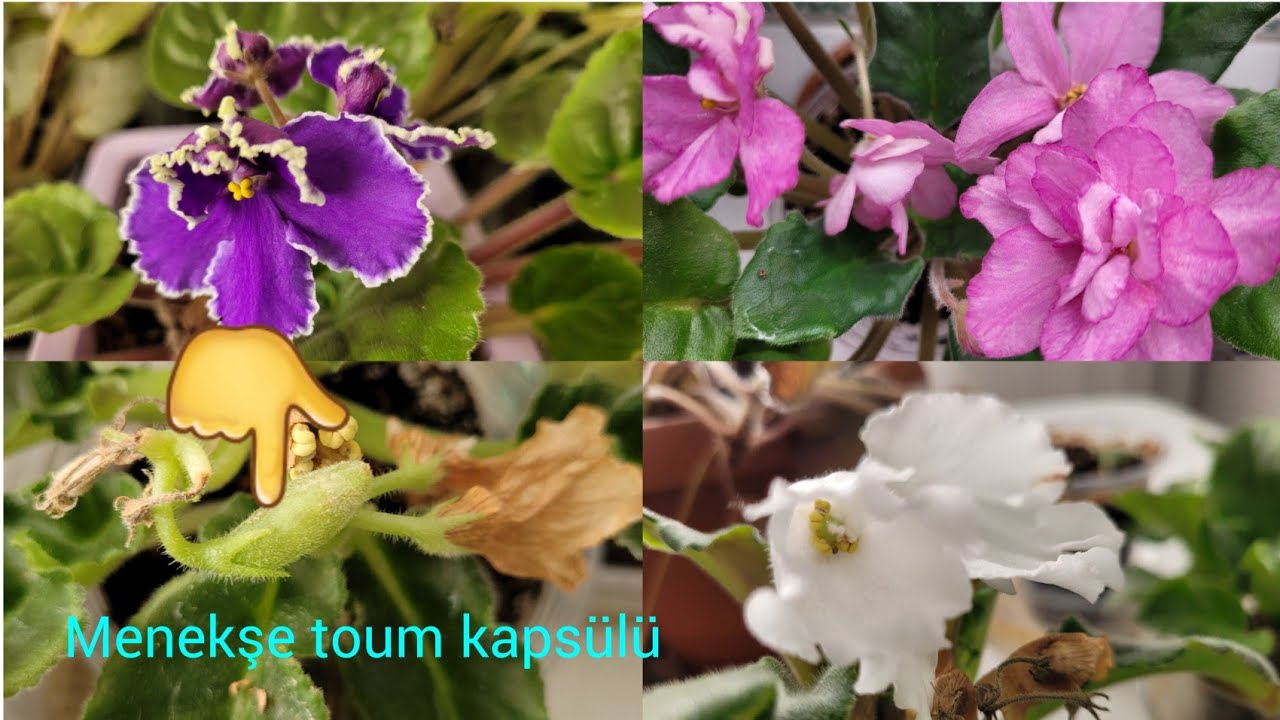 MENEKŞE TOHUM OLURMU? MENEKŞE VİDEOSU İSTEYENLER BURDAMI?