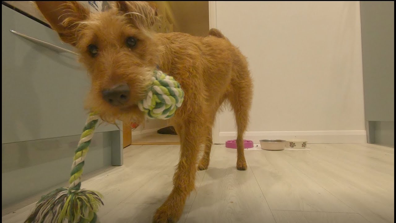 A day in the life of an Irish Terrier Puppy 1 Year Later