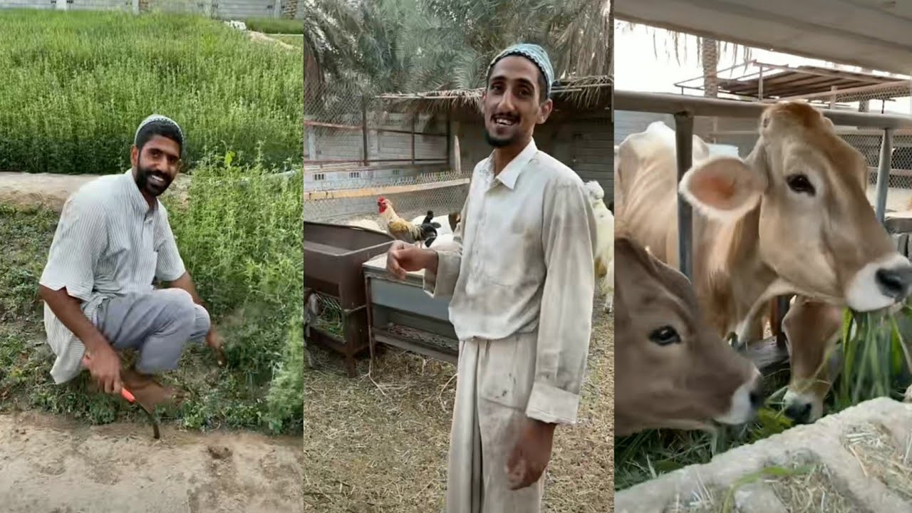 حسين البقشي في المزرعة مع بوعلي | علي الشهابي | سنابات بوحسين الحساوي