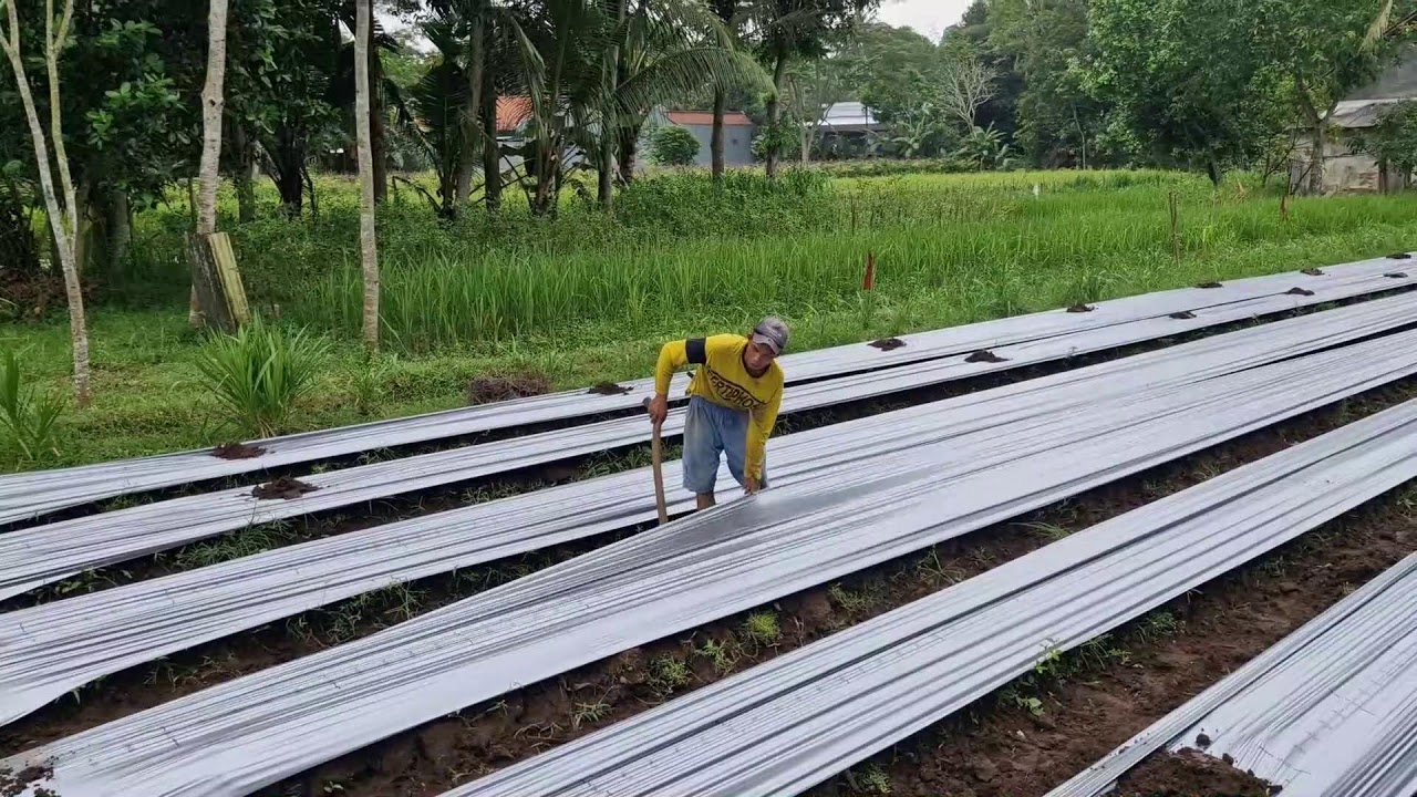 EFFORTLESS MULCH PLASTIC TECHNIQUE ON RAISED BEDS WITH TRADITIONAL TOOLS - Agriculture Farming