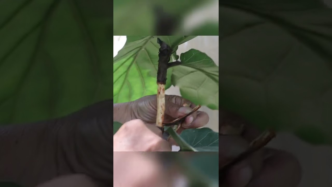 Fiddle-leaf Fig Propagation by Marcotting or Air Layering
