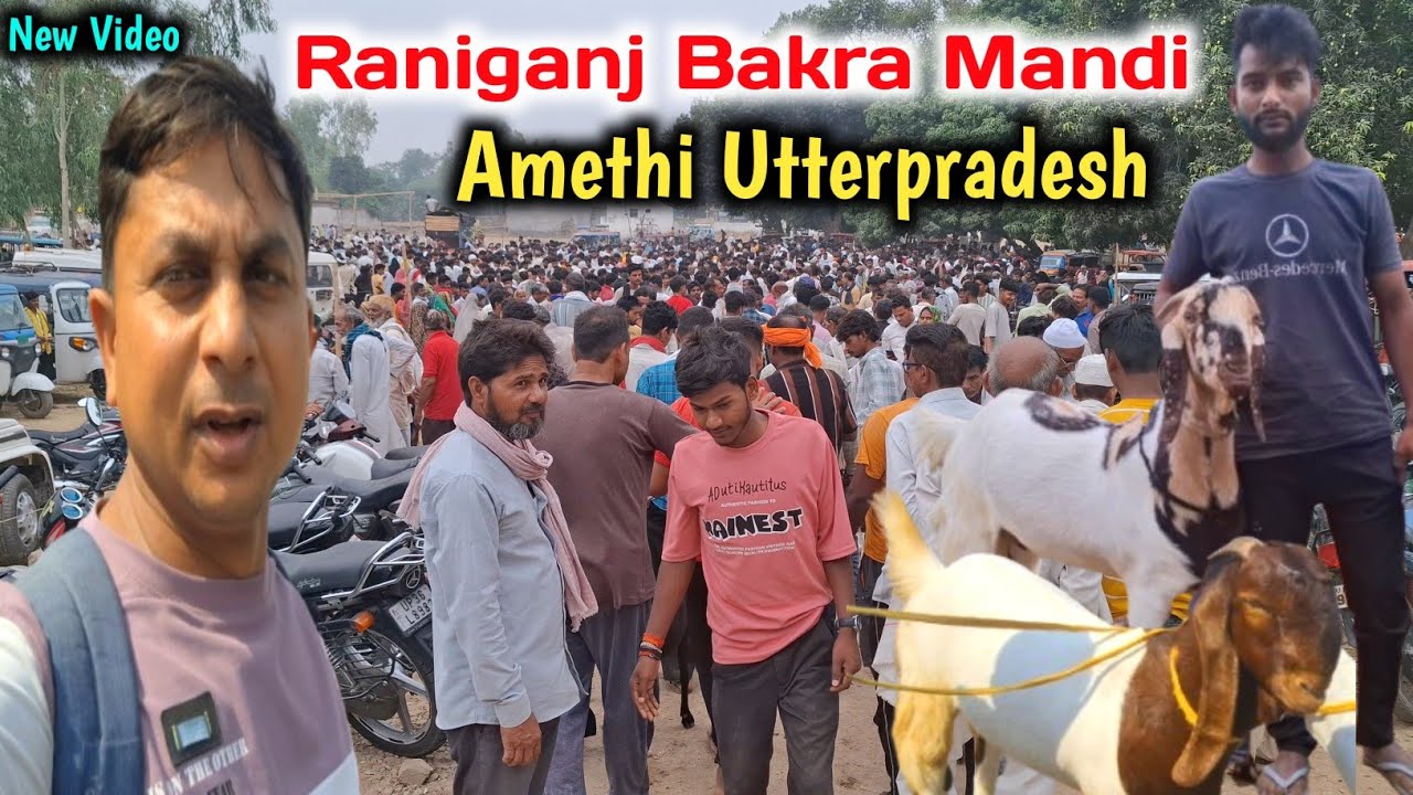 रानीगंज बकरा ईद special बकरा मंडी |Raniganj Bakra Mandi Amethi up |Bakra eid 2025