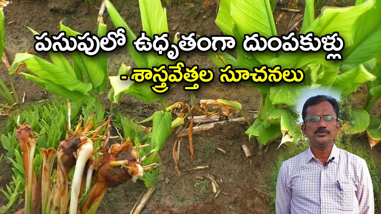 పసుపు తోటల్లో ఉధృతంగా దుంపకుళ్లు -శాస్త్రవేత్తల సూచనలు||Turmeric Rhizome rot control -Karshaka Mitra