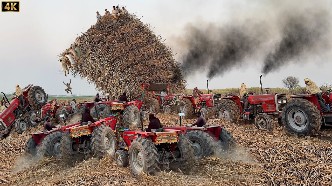 Massey Ferguson 385 Unbelievable Power | 5 Tractors Pulling Heavy Sugarcane Load Trolley | 4K Video