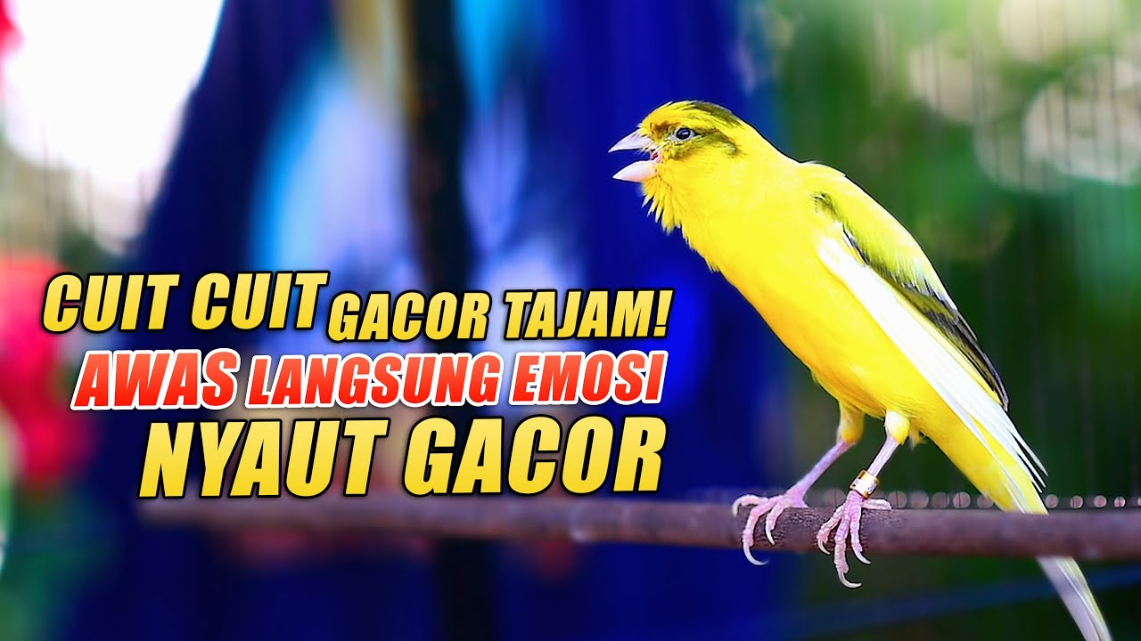 Masteran Kenari GACOR PANJANG CUIT CUIT EMOSI, PANCINGAN JITU - MASTERAN Kenari PAUD Belajar Bunyi