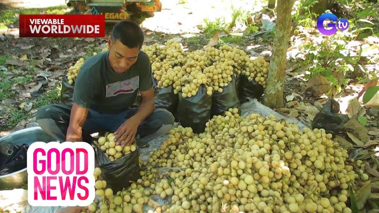 Isang plastic bag na puno ng lanzones, nasa 50 pesos lang daw?! | Good News