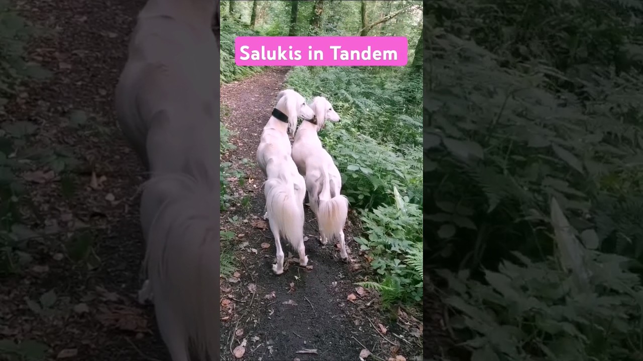 Tandem Salukis #saluki #puppy #dogshorts #dogs